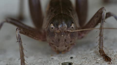 Bug staring at camera