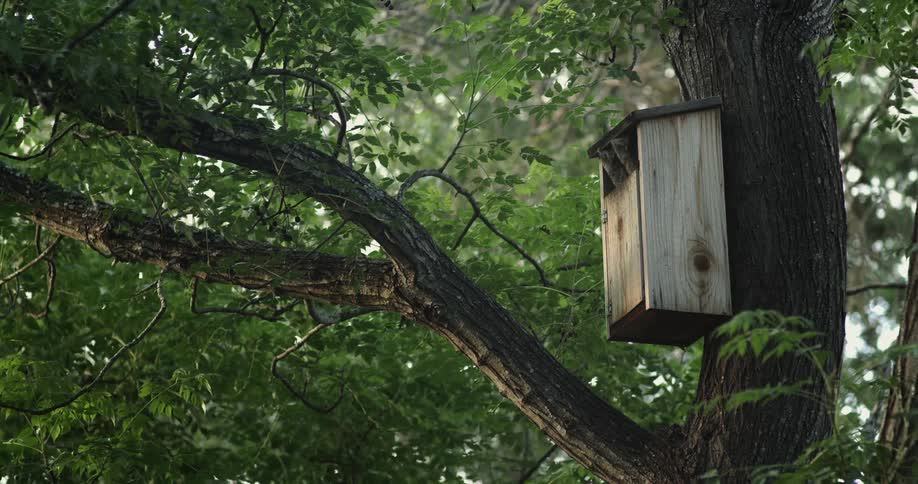 Owls sit in a birdhouse in a tree