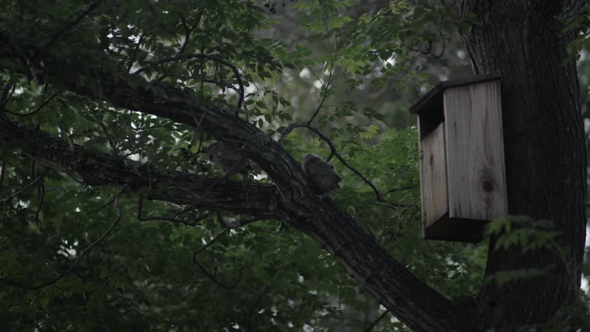 A bird house in a tree