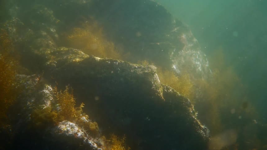 Light shimmers on the waving algae that is growing on rocks underwater