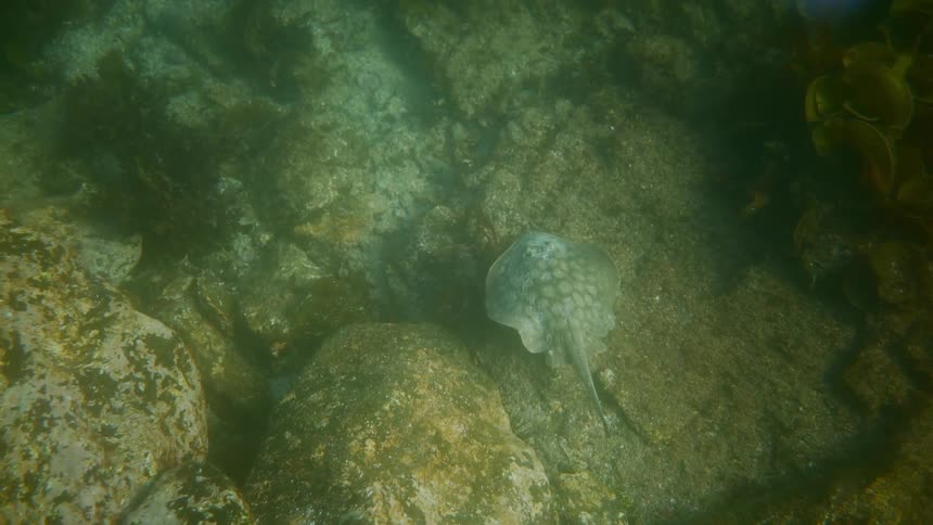 A spotted ray swims over rocks in the ocean
