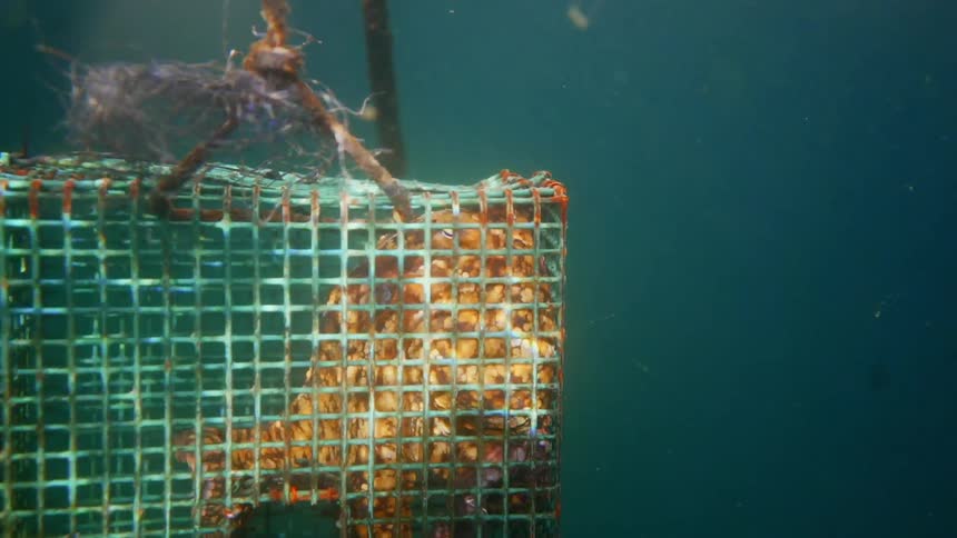 An octopus swims in a fishermans trap as the cage is being lifted by rope