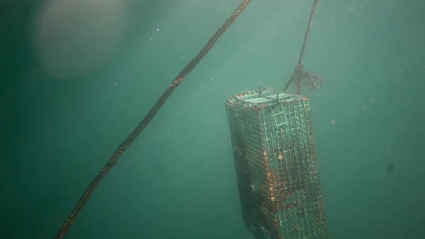 A trap carrying an octopus is being pulled up to the surface by rope