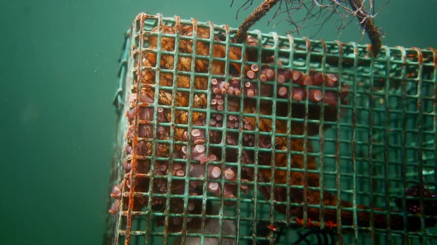 An octopus is trapped in a metal cage underwater