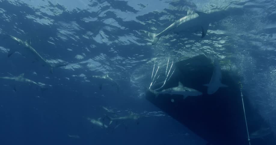 Sharks swim around an anchored boat in open water