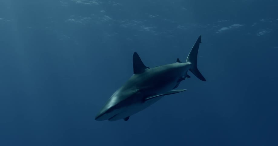 A shark swims in open water in daylight