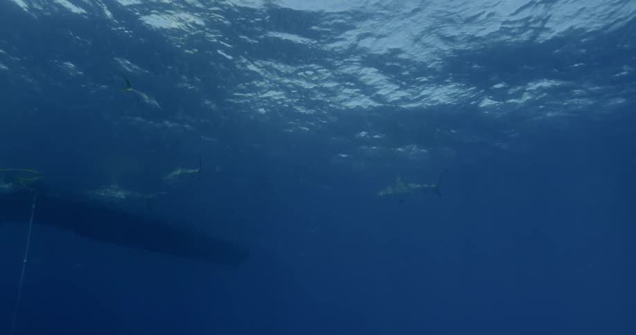 Sharks swimming under the surface of a body of water