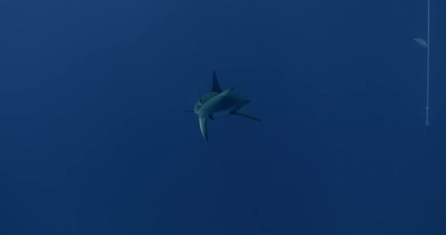 A shark and fish swim in blue water past a rope hanging down from the surface