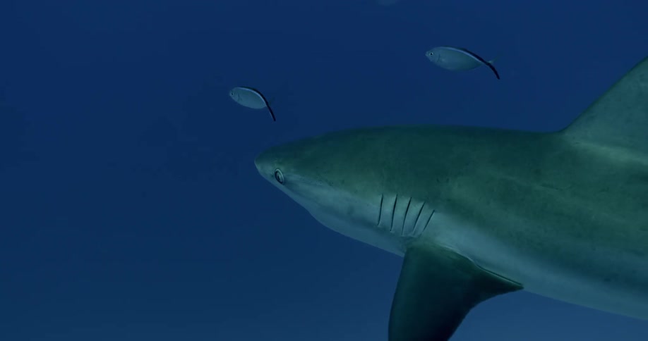 A shark is swimming underwater with two other small fish