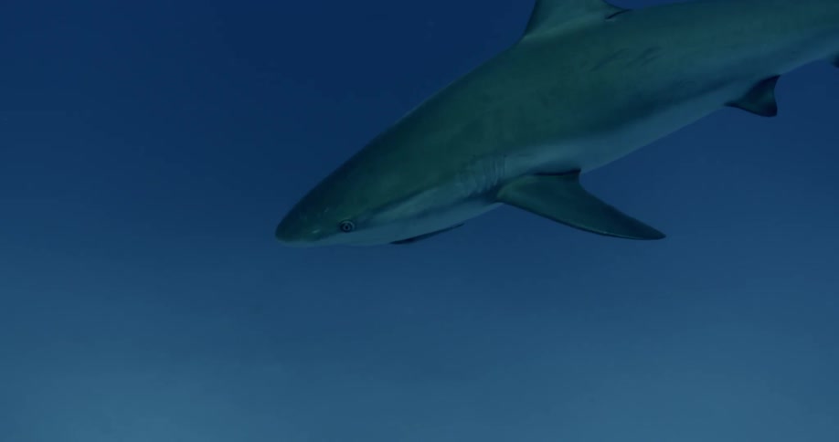 A shark is swimming in the ocean underwater