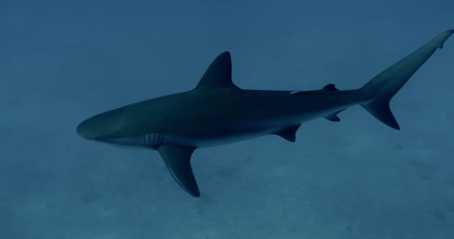 A shark swims in blue water near the ocean floor