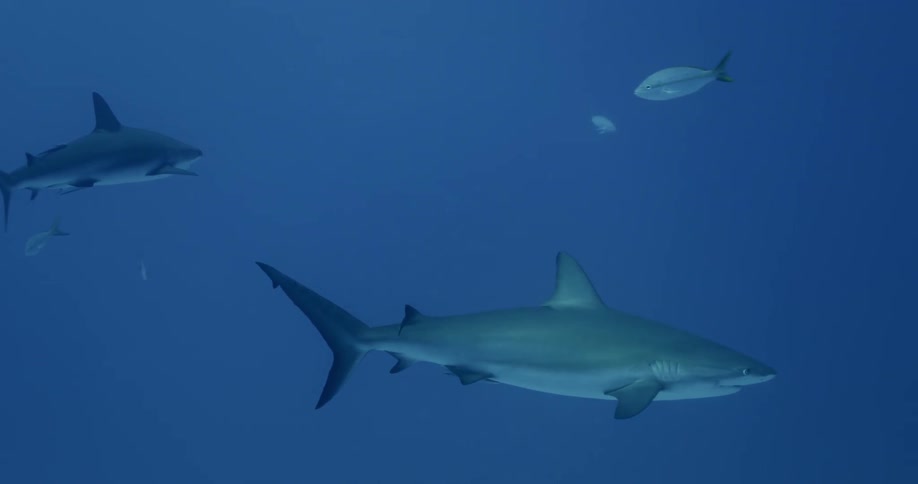 Sharks and fish swim in blue ocean water