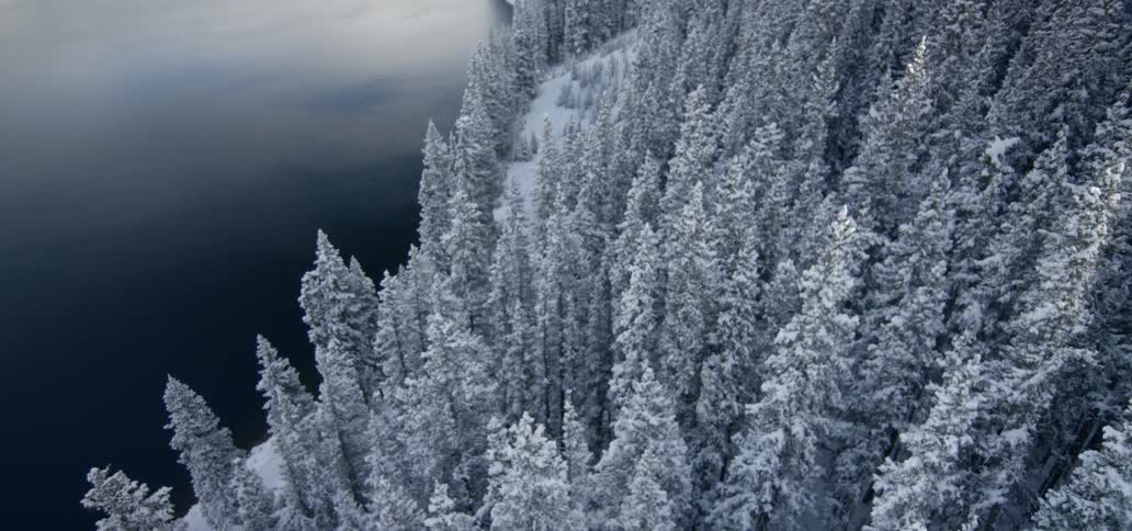 A forest next to a lake at wintertime