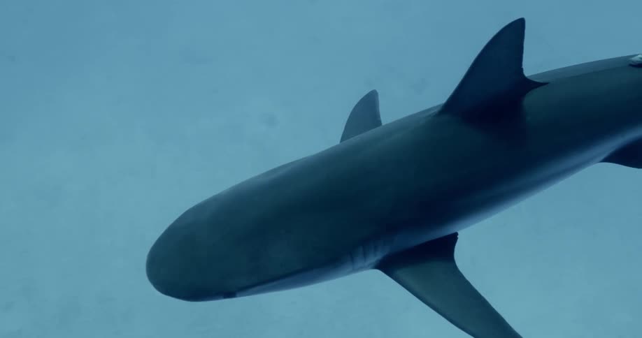 A shark swims above the sandy bottom