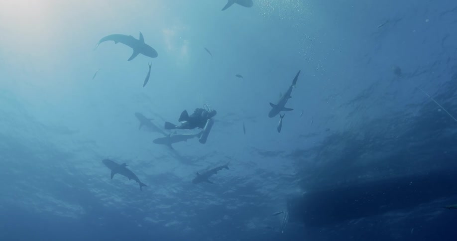 Fish and sharks swim around a scuba diver near the surface