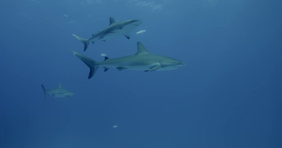 Sharks and fish swim in blue ocean water