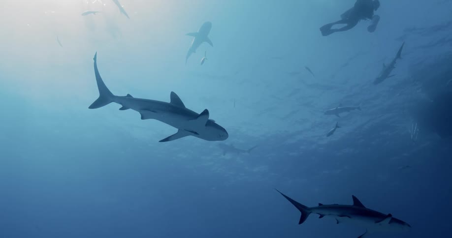 A diver swims with sharks in open water