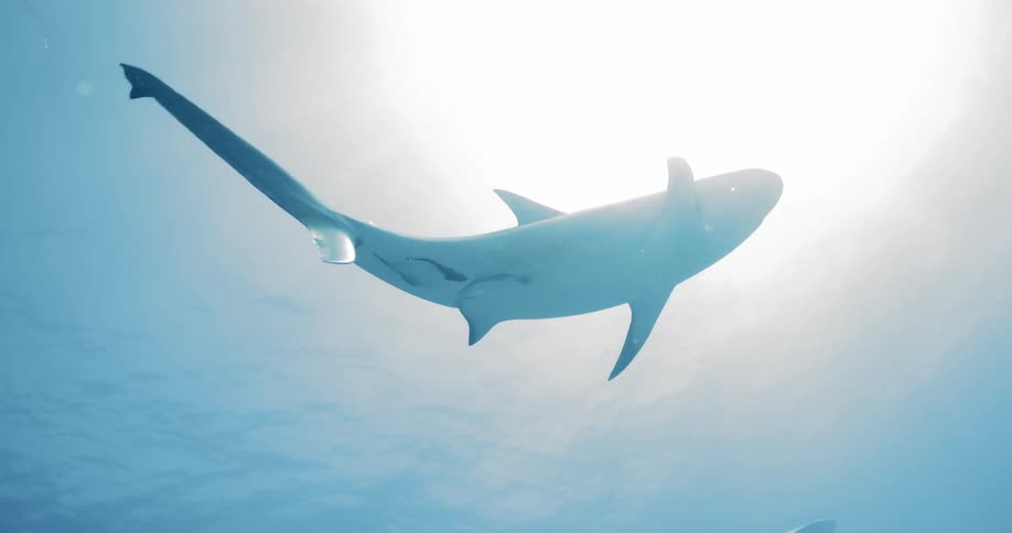 The underside of a shark as it swims in the ocean near the sunny surface