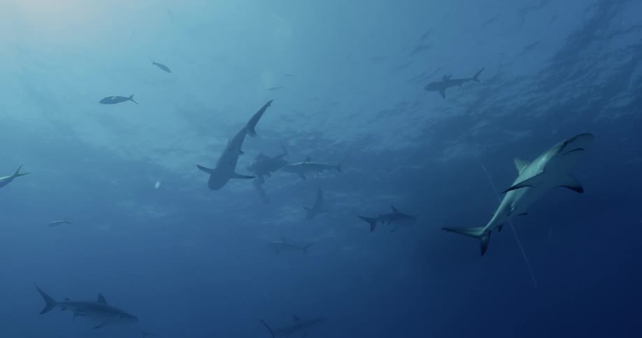 Sharks swim in open water under the midday sun