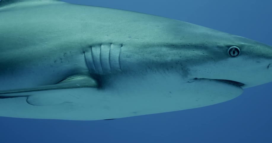 Sharks swim in open water and scanning diver with his eyes