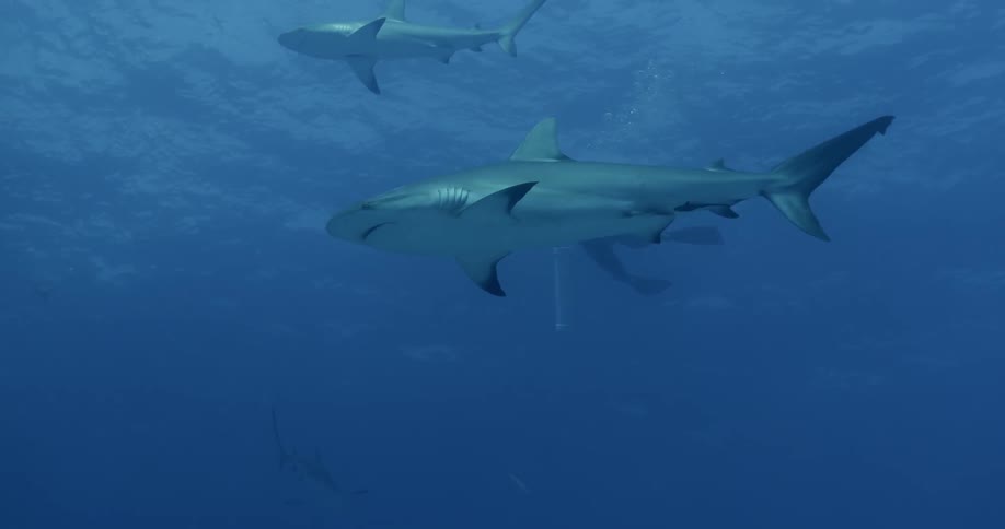 Someone is swimming with sharks