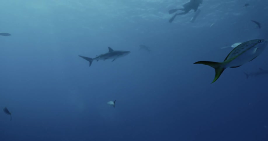 Sharks are swimming in the ocean