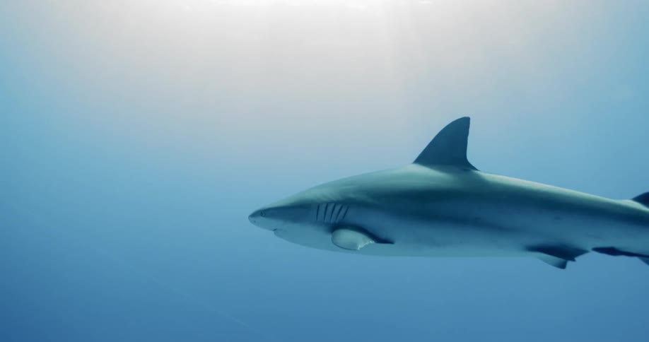 Sharks swims in open water under sunlight