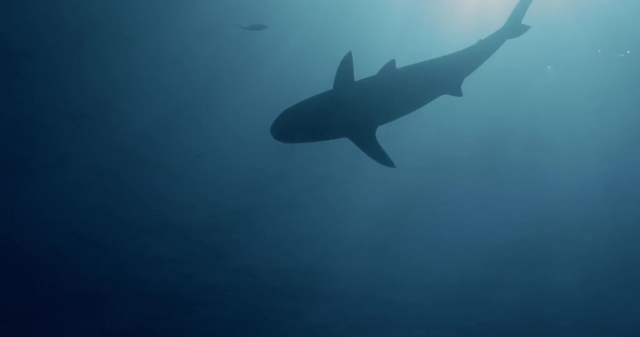 Sunlight shines down on a reef shark swimming in the ocean