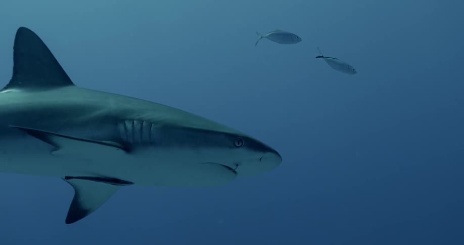 A reef shark with fishing hook in mouth swims after small fish in front of it