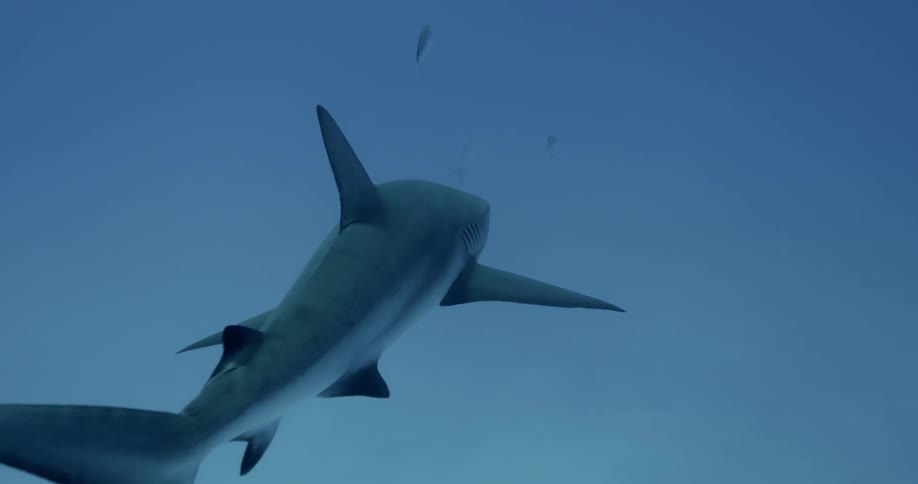 A reef shark swims among fish in open water