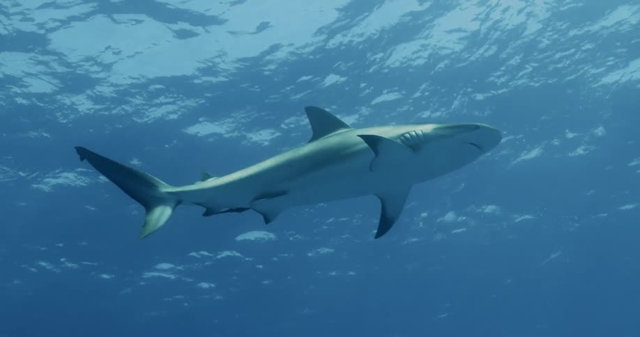 Reef sharks swim near surface and scuba diver