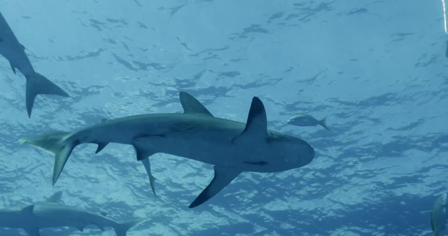 Reef sharks swim around an anchored boat in open water