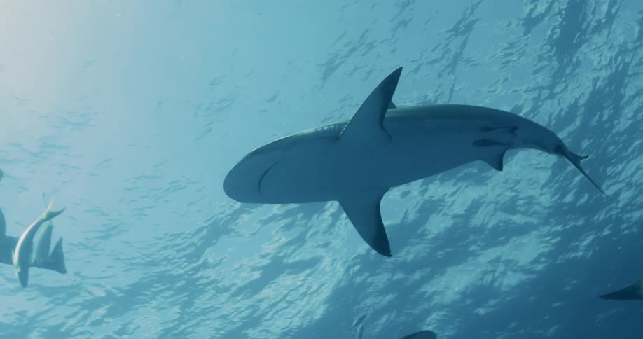 A diver swims in the water with reef and bull sharks