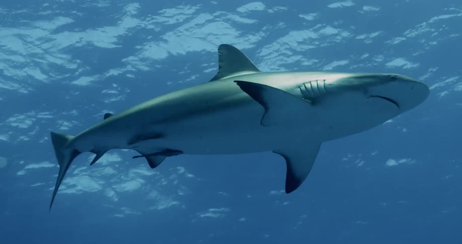 Reef sharks swim overhead in blue ocean water