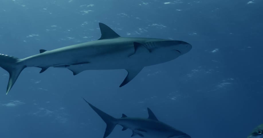 Sharks swim amongst fish in open water in daylight