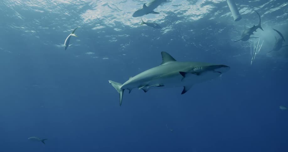 Sharks are swimming underwater in the ocean