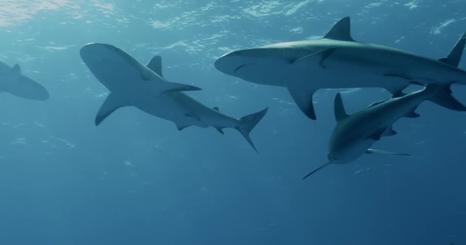 Several sharks swimming near the surface of the ocean