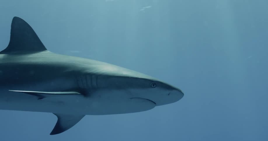 A shark swims in blue water