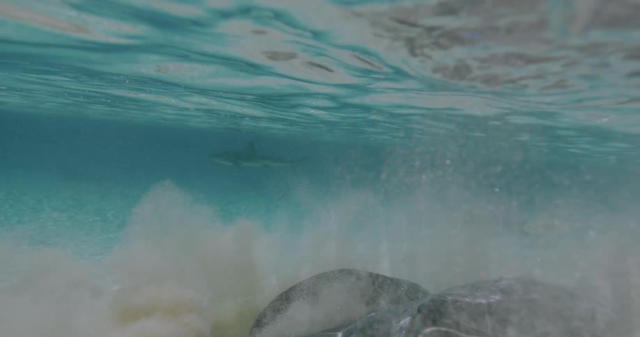 A sting ray is swimming underwater in the ocean
