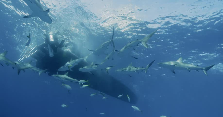 A person is scuba diving with sharks and swimming towards the boat at the surface