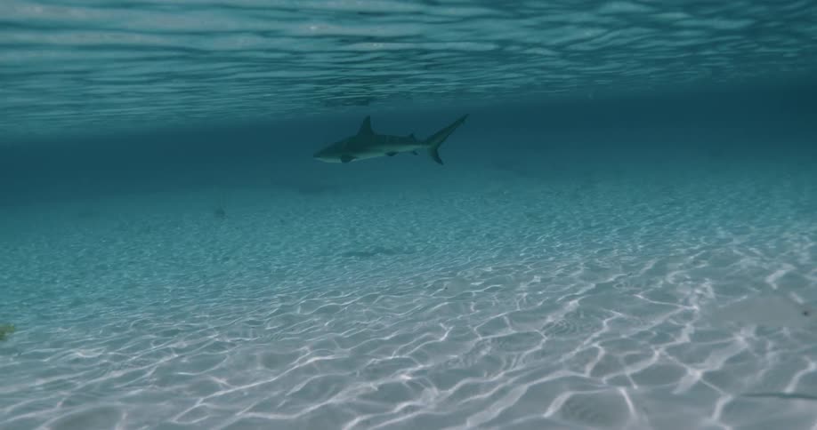 A shark swimming in a controlled environment