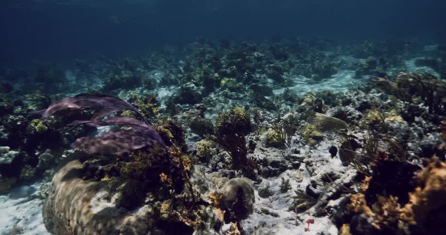 Fish are swimming underwater near vegetation