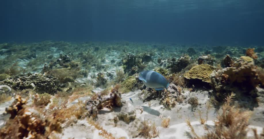 A blue fish swims over coral on the bottom of the ocean