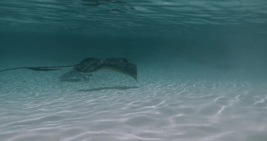Manta ray swims near the ocean floor