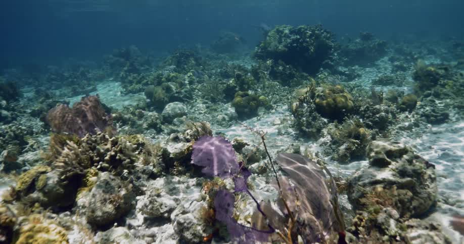 Purple vegetation on sea floor