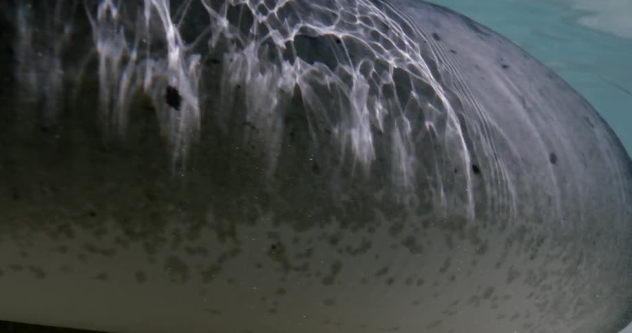 A sting ray churns up sand while swimming over an ocean floor in shallow water