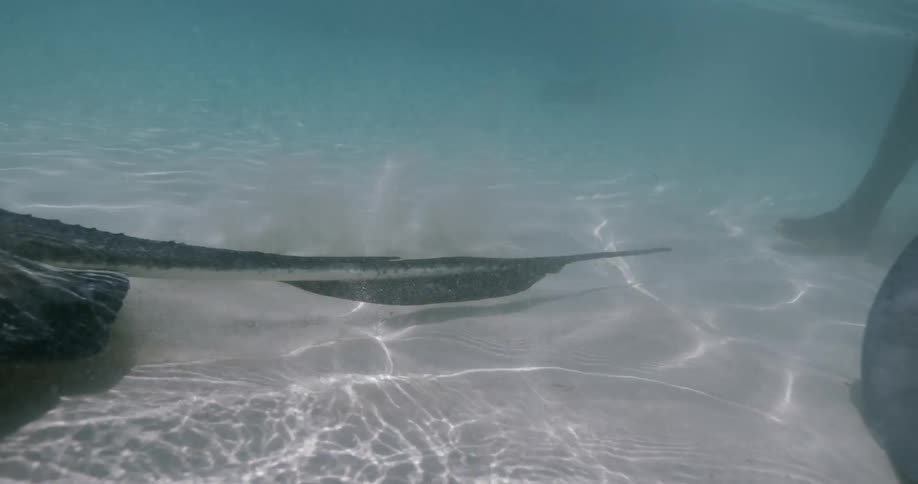 A sting ray is swimming underwater in the ocean