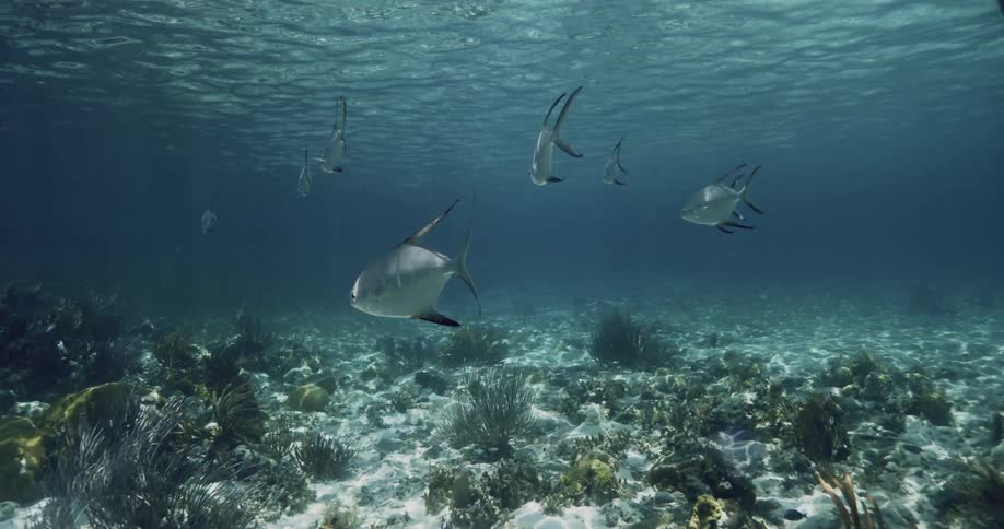 A group of fish swim underwater during sunlight
