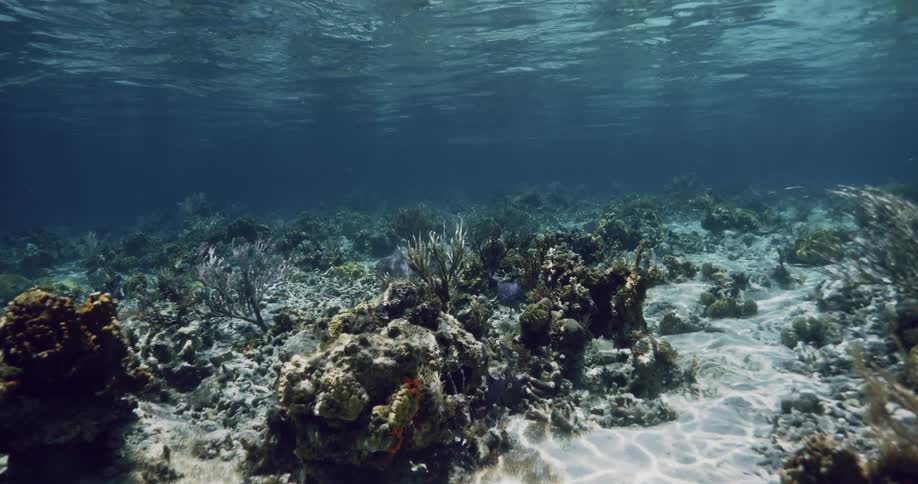 Plants on the sea floor on a sunny day