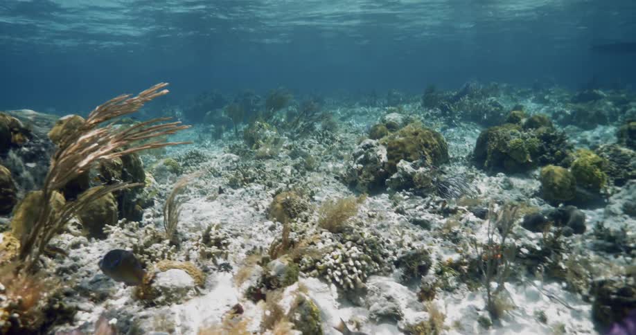 Underwater shot of corals